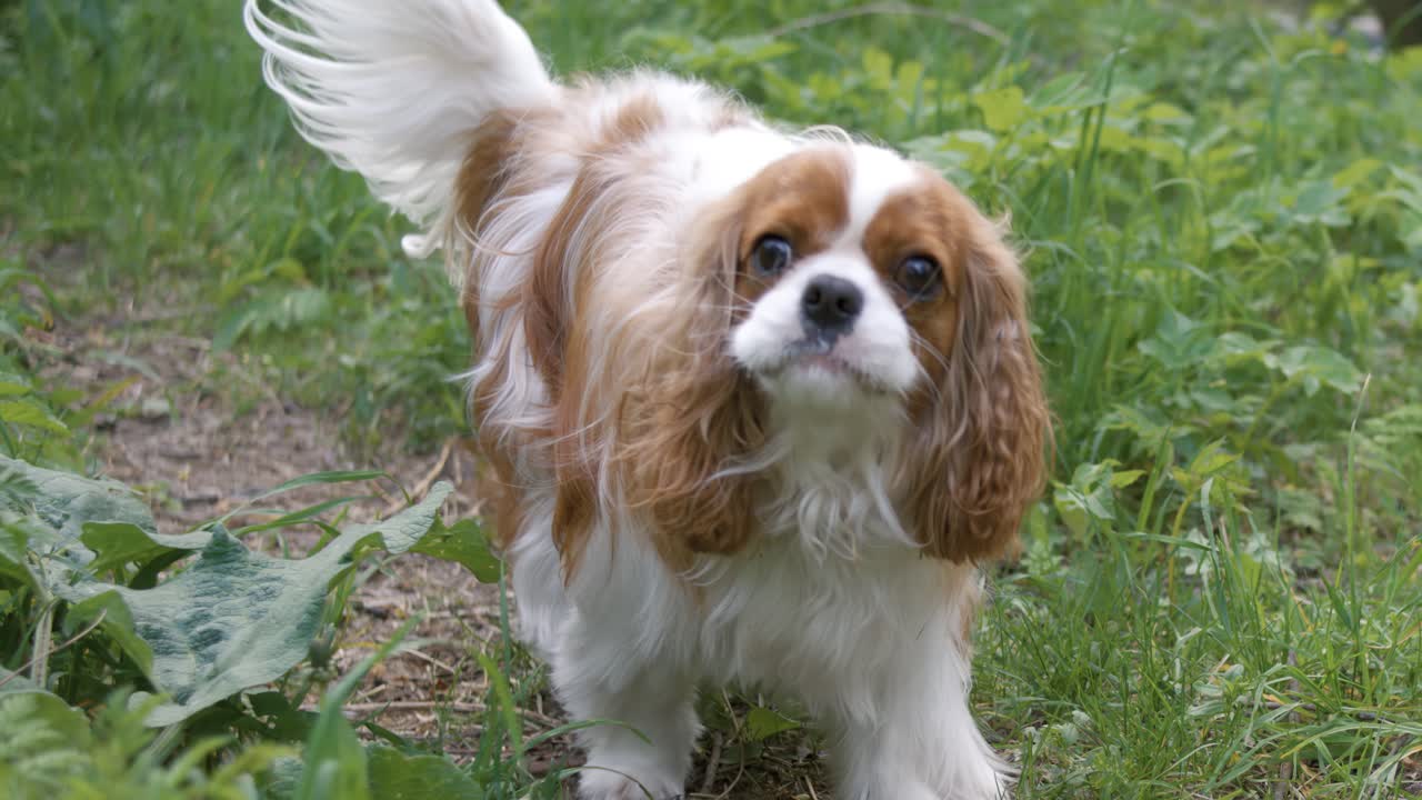 Cavalier King Charles Spaniel. Foto scattata con una fotocamera super slow motion a 1000 fps