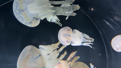 jellyfish exhibit at the kaiyukan aquarium in japan