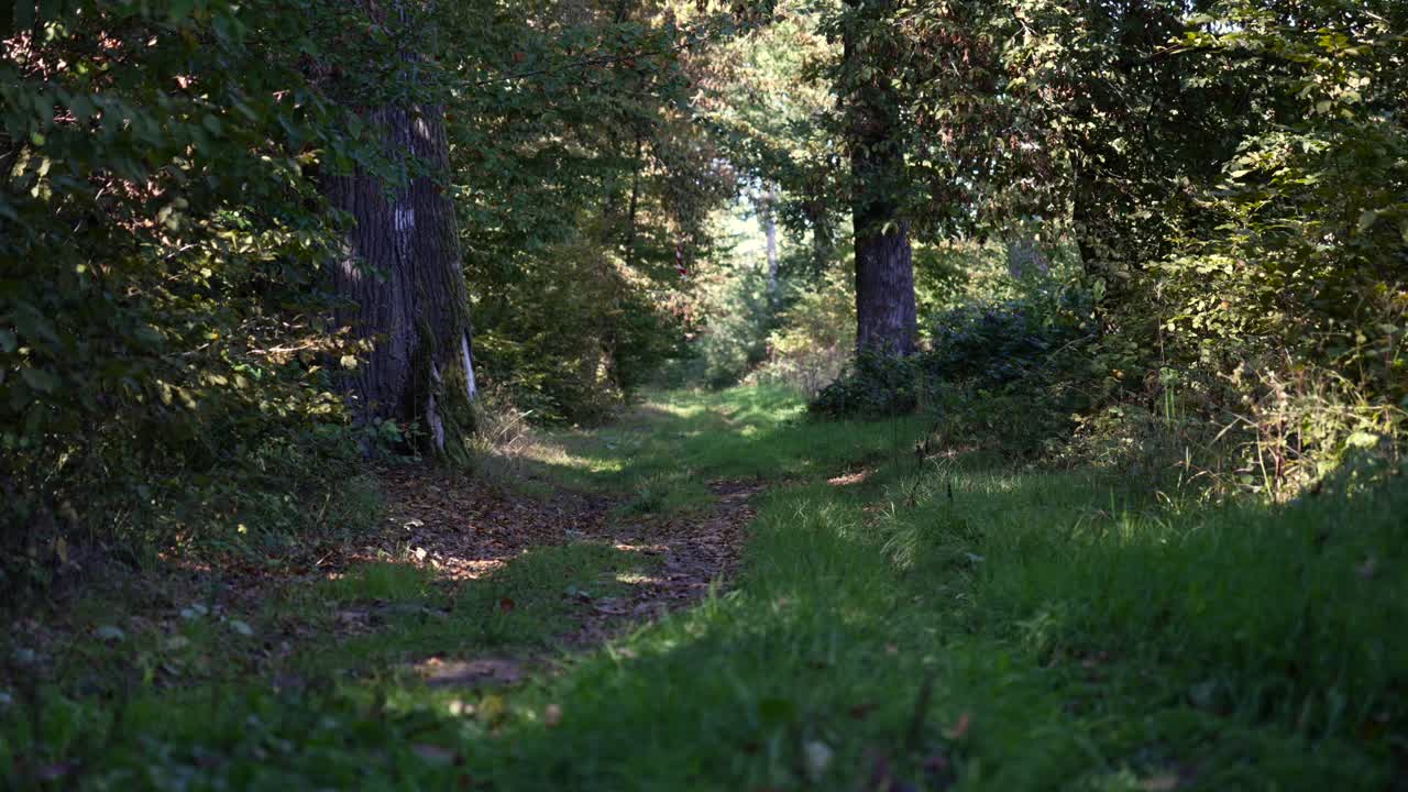 Sentiero inesplorato in una bellissima foresta d'estate, fitta vegetazione arborea, natura.