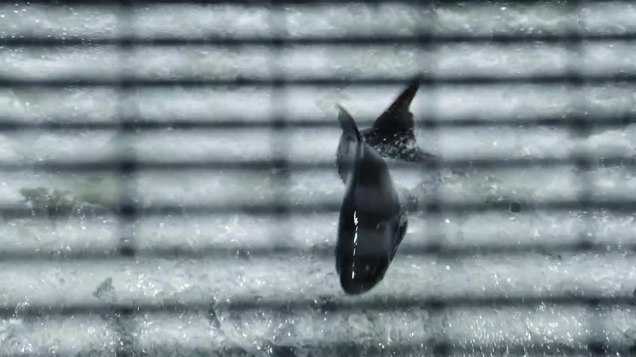 魚道で激しい流れに逆らってジャンプする鮭。高フレームレートにより、空中に浮遊する水滴と魚体がスローモーションで捉えられている。