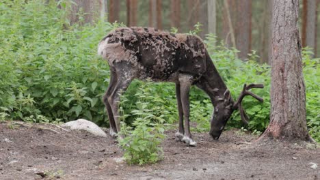 Reindeer-(Rangifer-tarandus)-on-the-green-grassland.