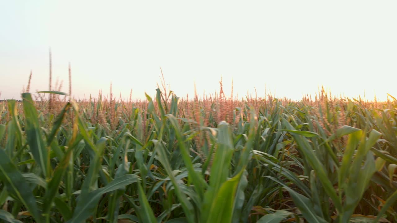 extremo primer plano de un avión no tripulado de un campo de maíz verde al atardecer de verano
