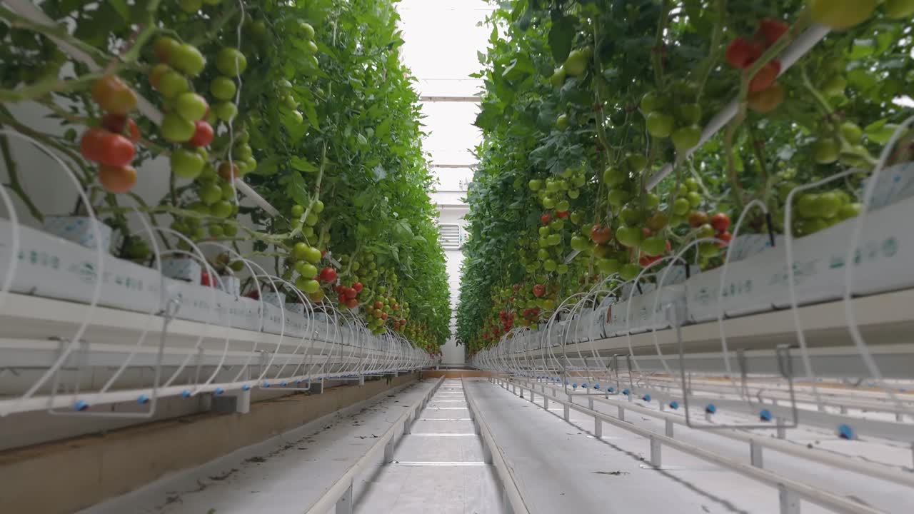 A slow motion forward move down the aisle of a clean, controlled greenhouse environment. Represents organic farming, sustainable agriculture, and modern food production