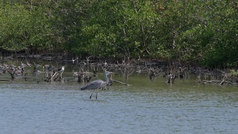mirando hacia la derecha luego sumerge su cabeza en el agua y se mueve hacia adelante, garza gris ardea cinerea, tailandia