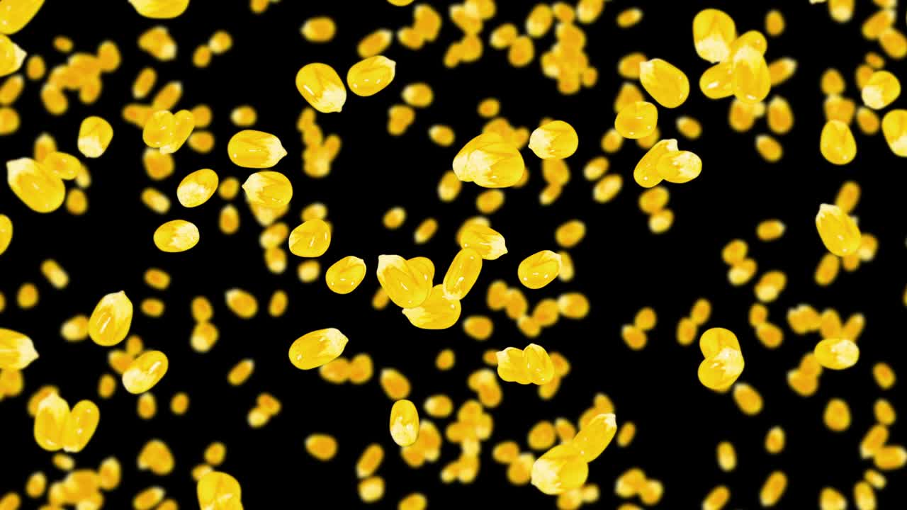 검은색 바탕에 많은 옥수수 어리를 날려. 노란색 달한 옥수스 씨. 채식주의자. 건강한 음식. 옥수수가 회전하는 3d 루프 애니메이션.