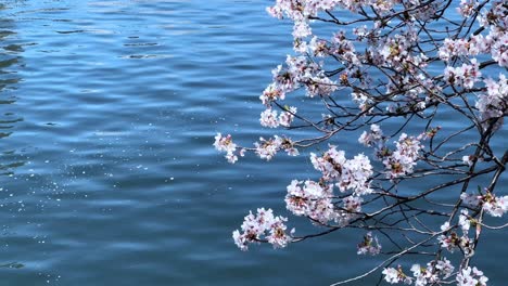cherry blossoms by water in tokyo, peaceful spring scene with falling petals
