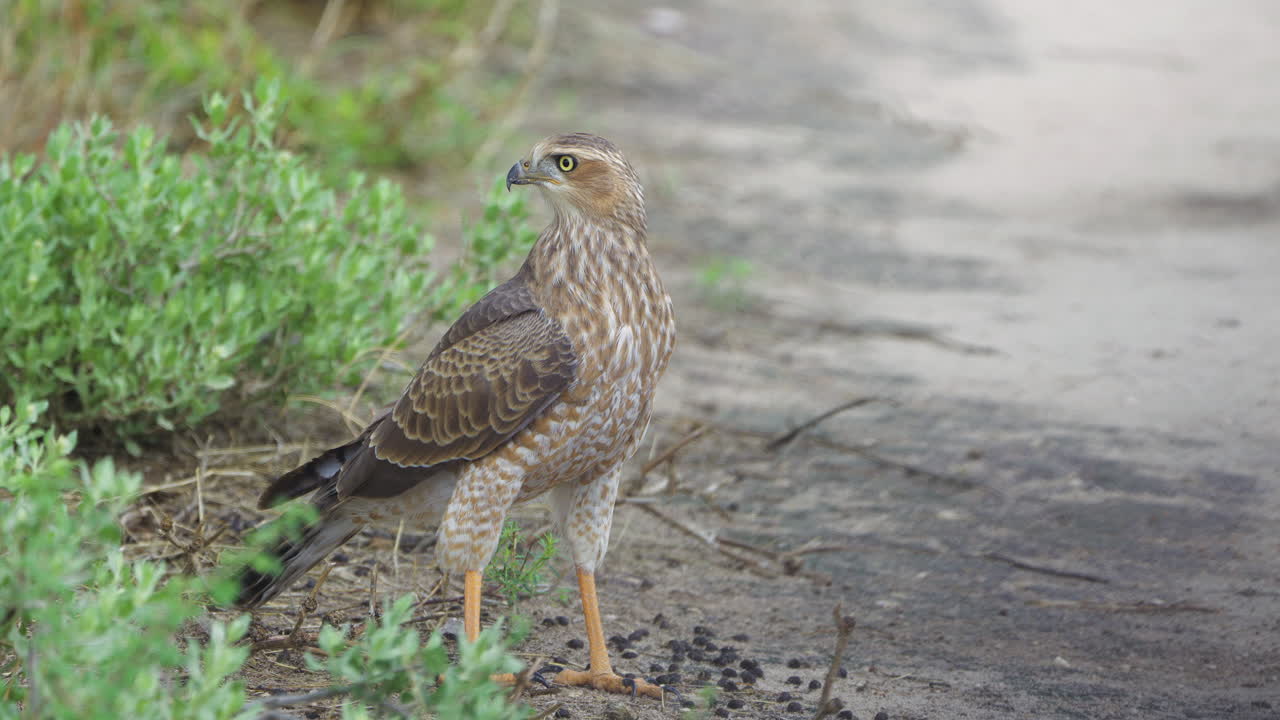 cerca de azor africano de pie y buscando víctimas en la reserva de caza del kalahari central
