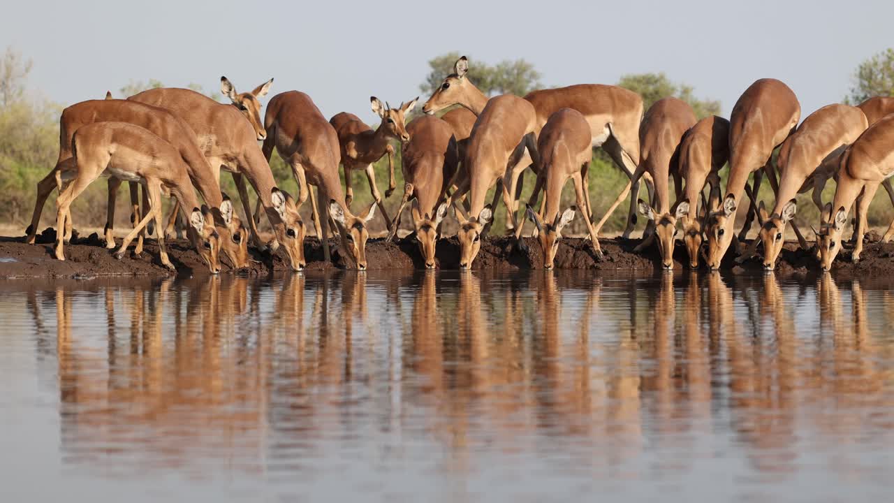 Wide shot of a herd of impala antelopes drinking nervously from a waterhole in front of an underground hide. Beautiful reflection on the water. Filmed in Mashatu Game Reserve, Botswana