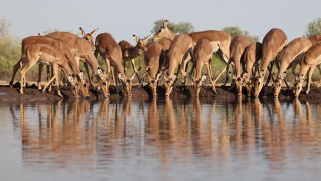 wide shot of a herd of impala antelopes drinking nervously from a waterhole in front of an underground hide. beautiful reflection on the water. filmed in mashatu game reserve, botswana