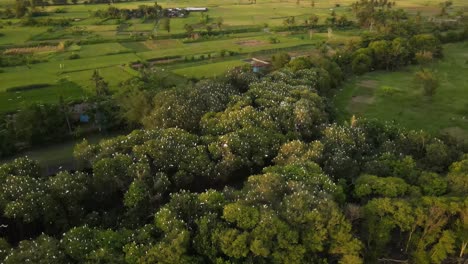 Aerial-view,-flock-of-egrets