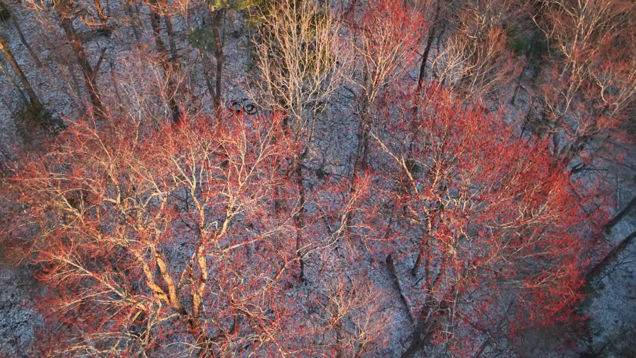 aerial over red maples trees with spring budding in appalachian mountains