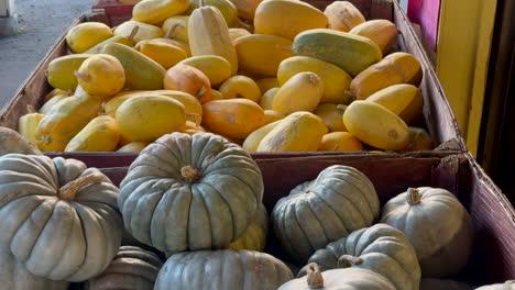 calabazas rústicas con formas únicas apiladas juntas a la luz del sol.