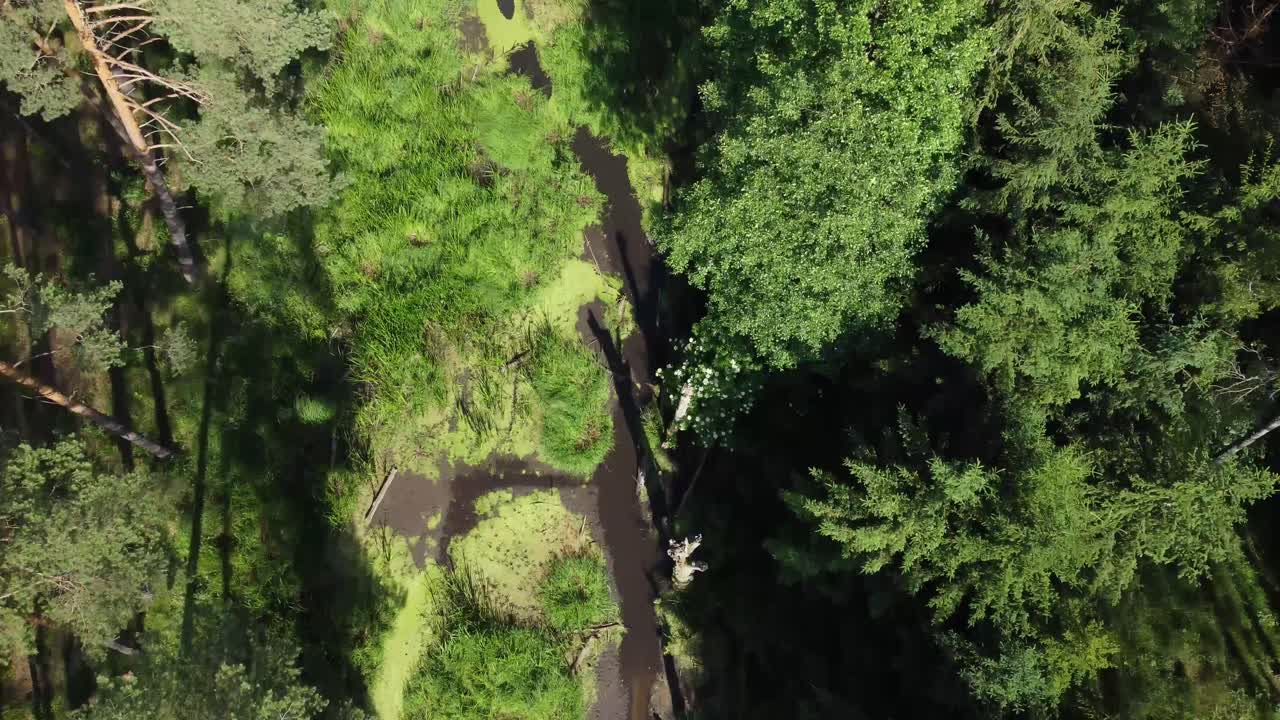 laguna olvidada en el bosque vuela por encima del ángulo aéreo alto vista de arriba hacia abajo
