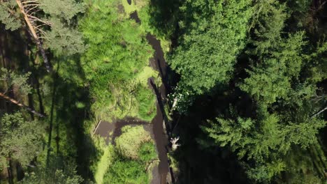 Laguna-Olvidada-En-El-Bosque-Vuela-Por-Encima-De-La-Vista-Aérea-De-ángulo-Alto-De-Arriba-Hacia-Abajo