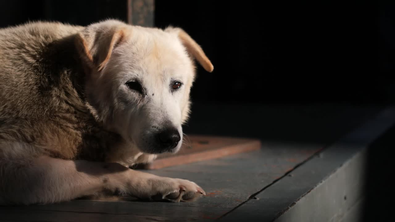 Cachorro descansando nas sombras