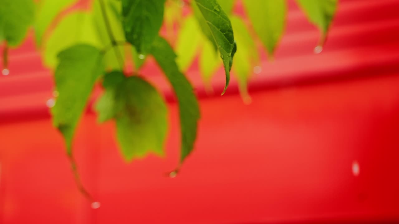Slow motion raindrop falls from green leaf tip as breeze stirs foliage, red wall