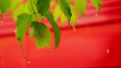 slow motion raindrop falls from green leaf tip as breeze stirs foliage, red wall