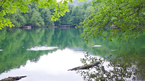 숲 속의 호수 전망.
