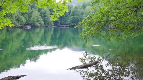 lake view in the forest.