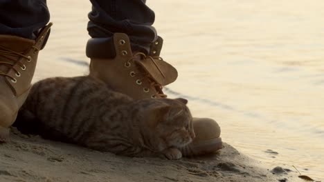 cat looking at waves near crop angler