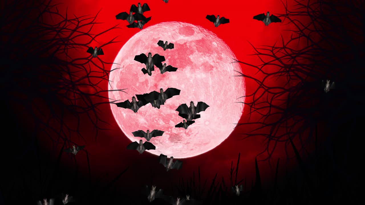 Flying bats halloween bats on moon night background animation with black green screen fly silhouette