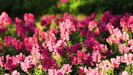 flores de snapdragon rosas en un jardín