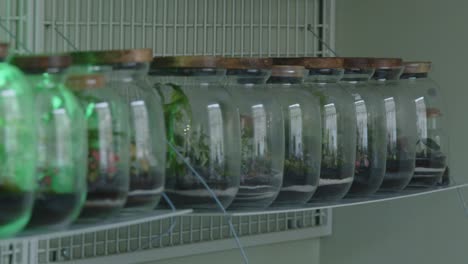 Floral-workshop-with-tiny-ecosystems-in-the-terrariums-close-up-of-the-ready-made-glass-jars-on-the-shelf