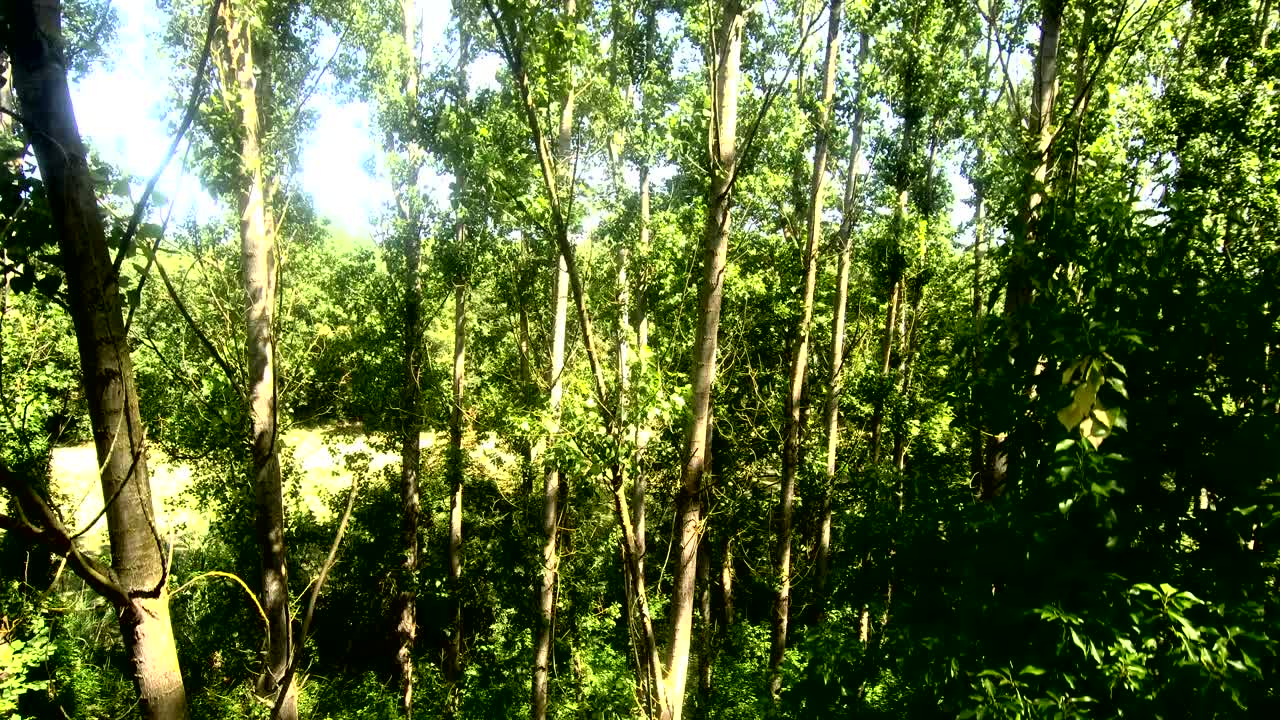 disparo aéreo que sube a los árboles del bosque