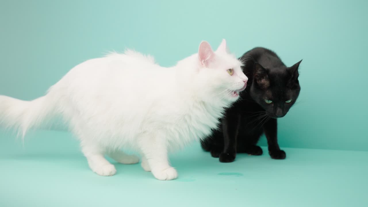 Due gatti su uno sfondo color ceruleo