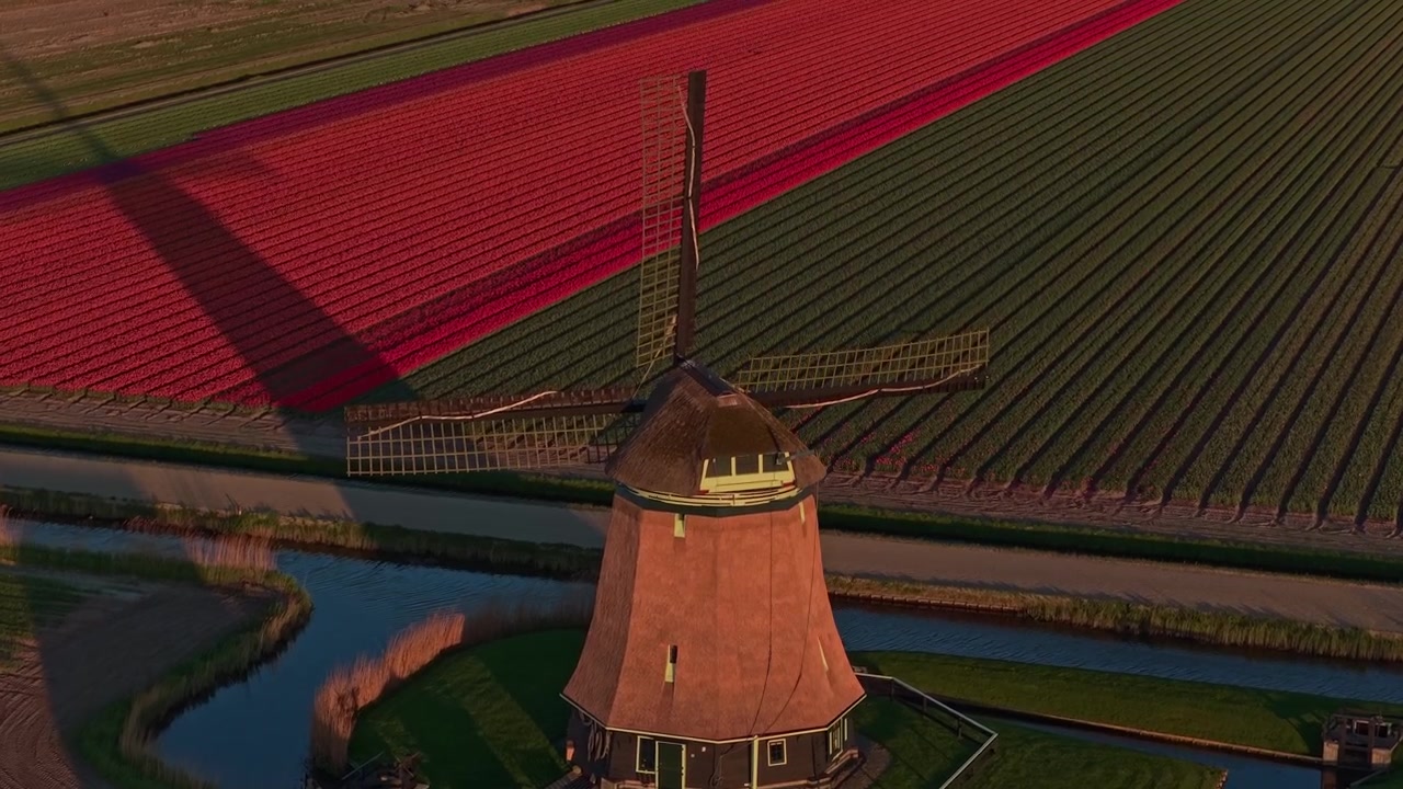 Mulino a vento olandese che gira in un campo di tulipani colorati al tramonto
