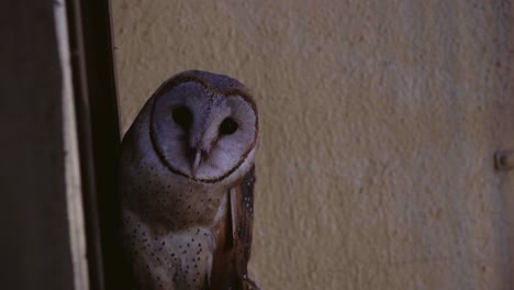 barn owl seating at the home flat window looking in camera india