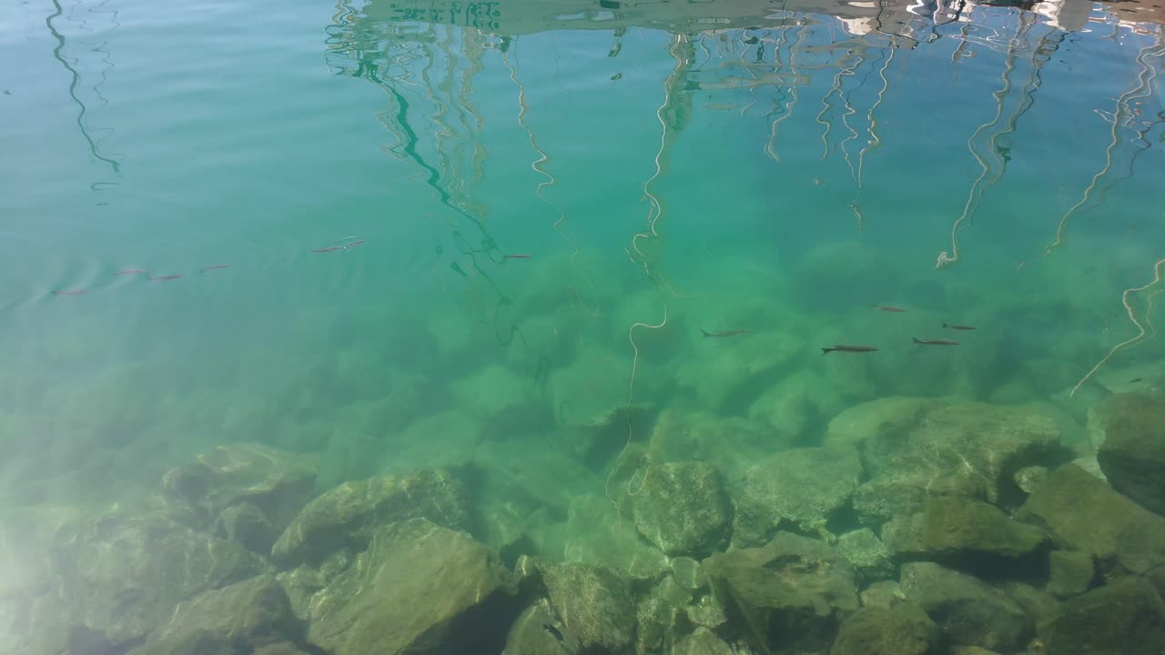 pequeños peces en el agua del puerto