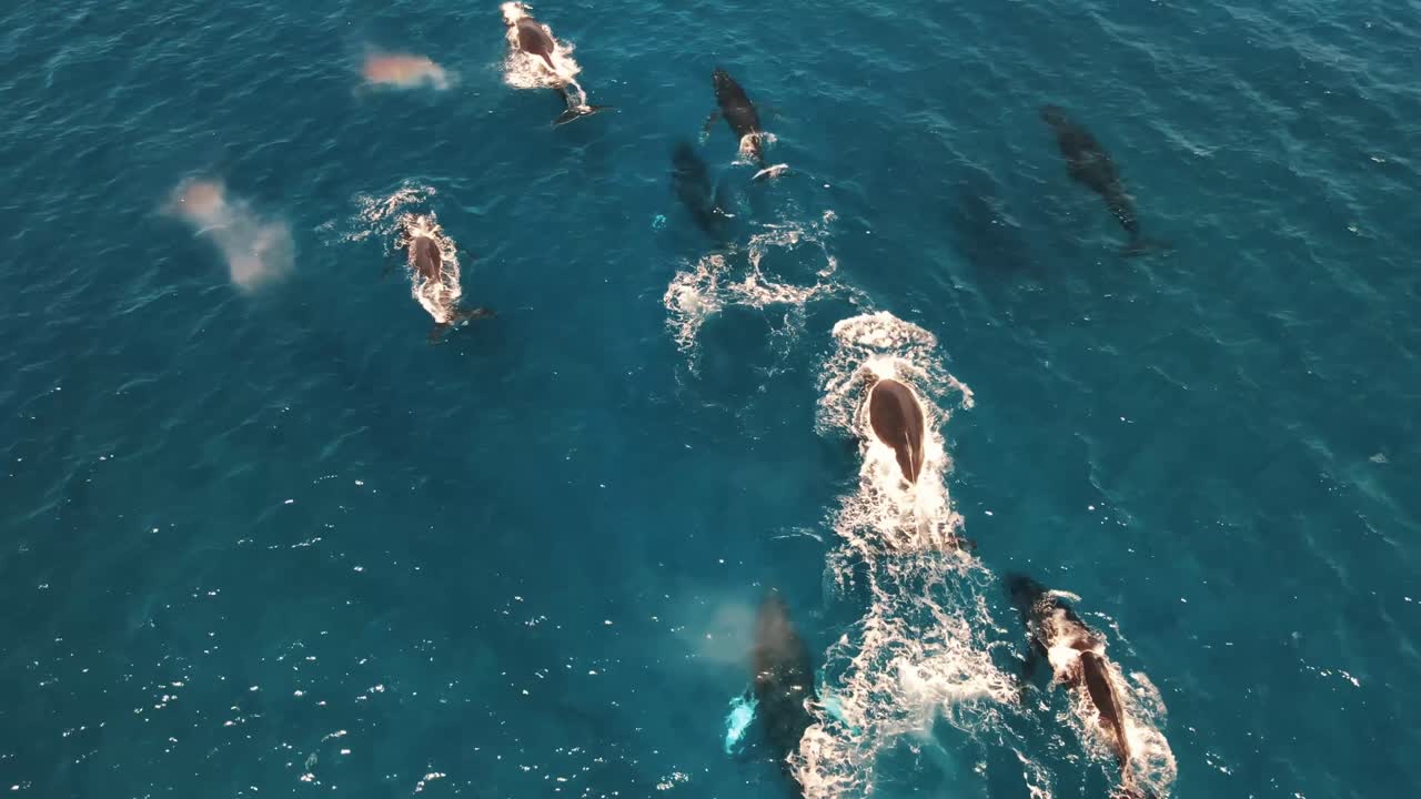 gran grupo de ballenas jorobadas soplando durante la migración anual, aérea