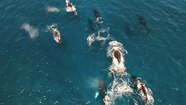Premium Stock Video Large Humpback Whales Pod Blowing During Annual 