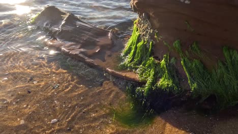 waves gently hitting moss-covered beach structure