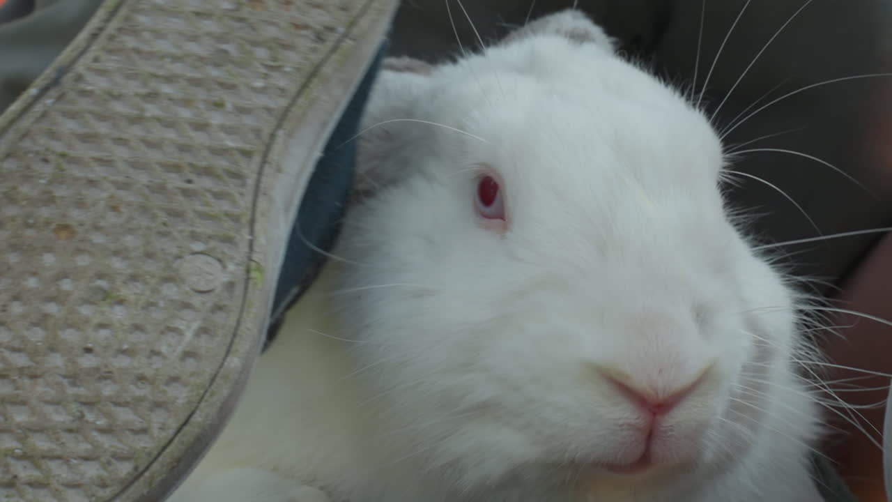Adorable Bunny Closeup, Charming Furry Animal With Pink Eyes, Cute Fluffy Mammal With Vivid Pink Gaze Seen Up Close, Endearing Soft Rabbit Featuring Striking Pink Eyes In Detailed Capture