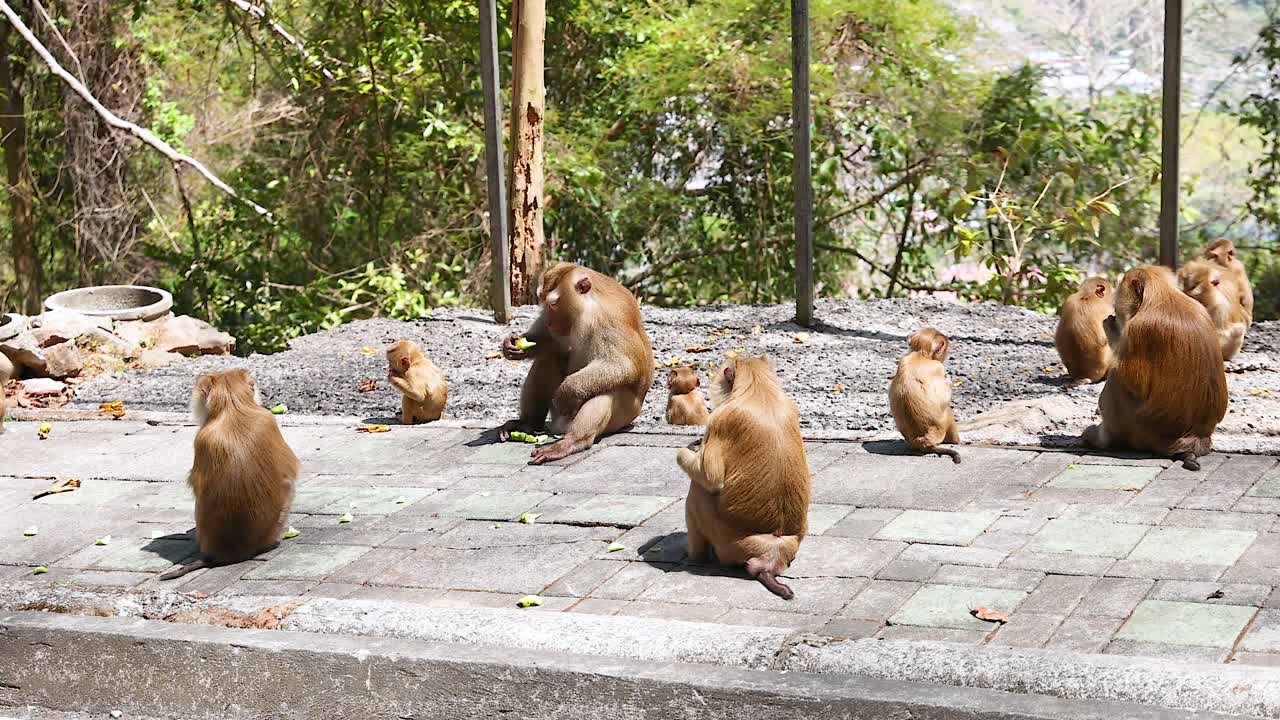 푸켓의 카오랑 뷰포인트 (khao rang viewpoint) 에서 한 무리의 원이들이 자연스러운 빛 아래서 사회적 행동과 울창한 환경을 보여주는 놀이적인 상호 작용을 합니다.
