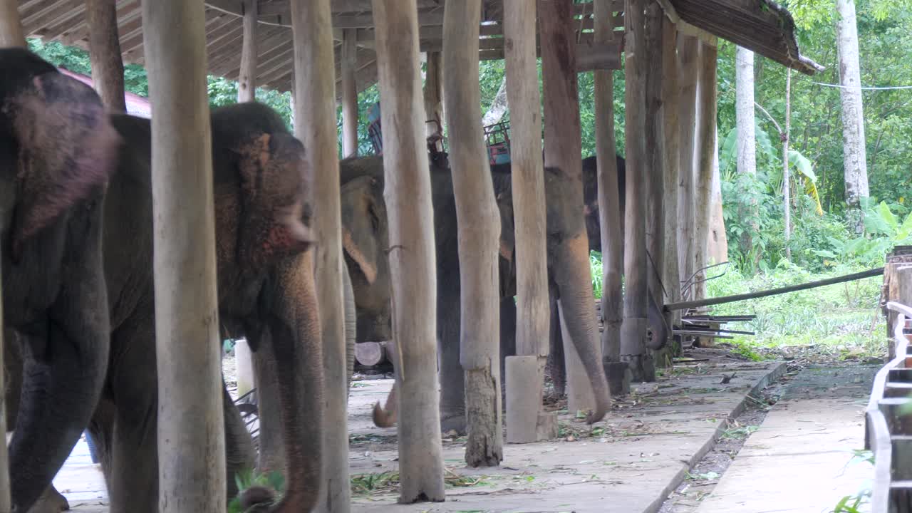 Wildlife Man-made Shelter, Animal Captivity, Unethical Tourist Industry