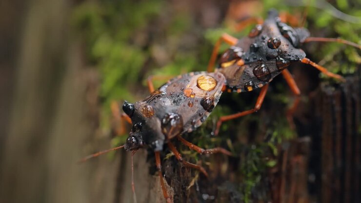 Forest bug or red-legged shieldbug (Pentatoma rufipes) is a species of shield bug in the family Pentatomidae, commonly found in most of Europe. It inhabits forests, woodlands, orchards, and gardens
