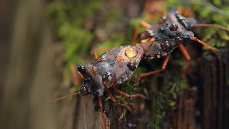 La-Chinche-Del-Bosque-O-Chinche-Escudo-De-Patas-Rojas-(pentatoma-Rufipes)-Es-Una-Especie-De-Chinche-Escudo-De-La-Familia-Pentatomidae,-Que-Se-Encuentra-Comúnmente-En-La-Mayor-Parte-De-Europa.-Habita-En-Bosques,-Arboledas,-Huertas-Y-Jardines.