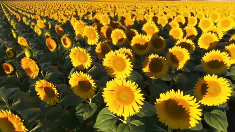 stages of sunflower bloom in a field