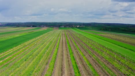 drone flies above vineyards on the farm on wine cellar in the weinviertel in lower austria