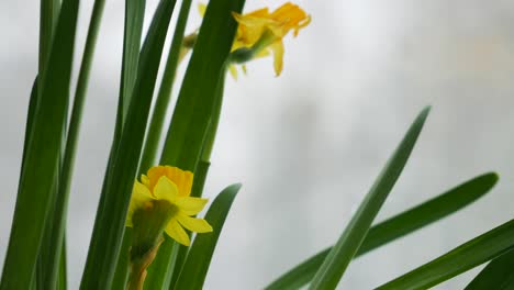 blooming daffodil flowers in macro close up view while snowing in background