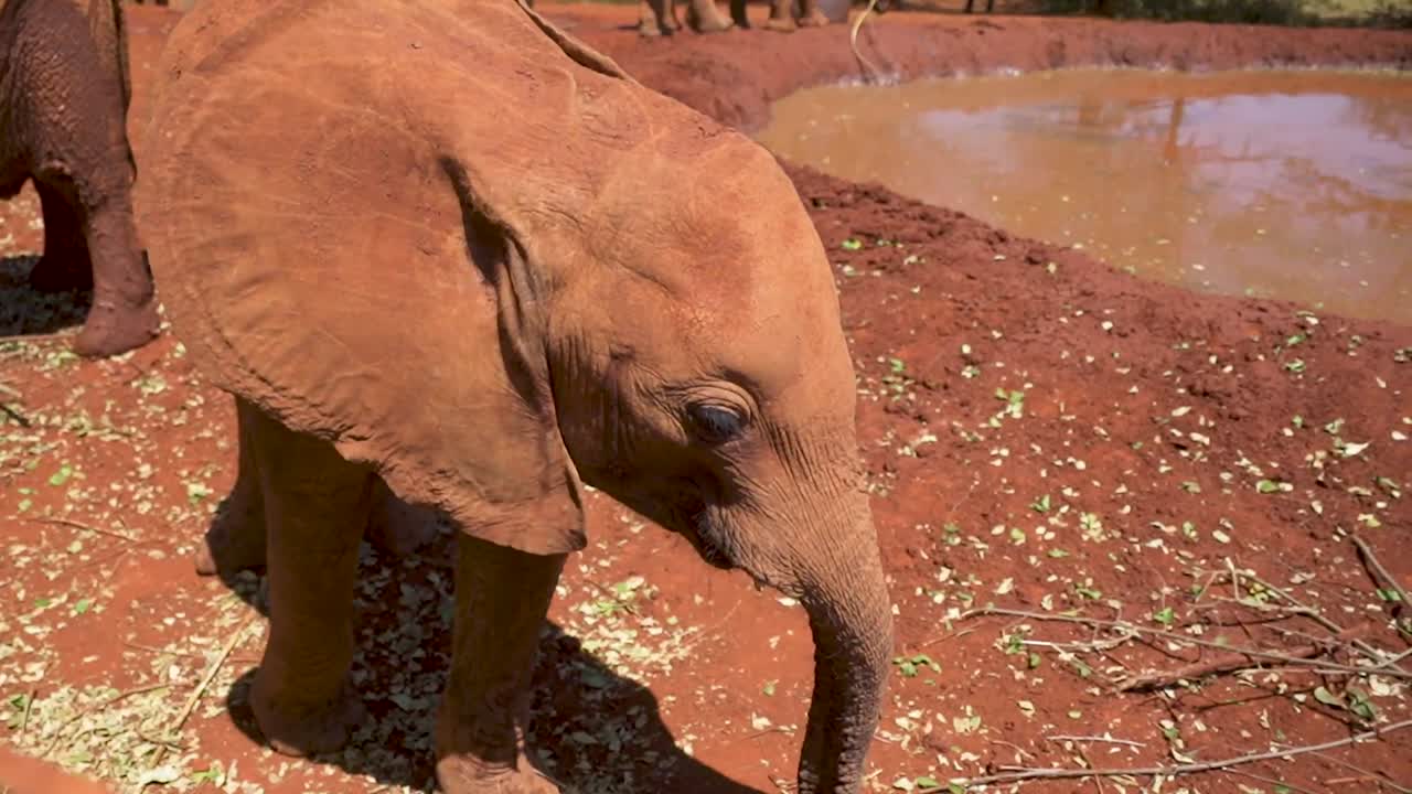 elefante bebé comiendo hojas junto al abrevadero aleteando las orejas