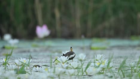 elegant jacana poses near bright pink blossom floating in calm pond water
