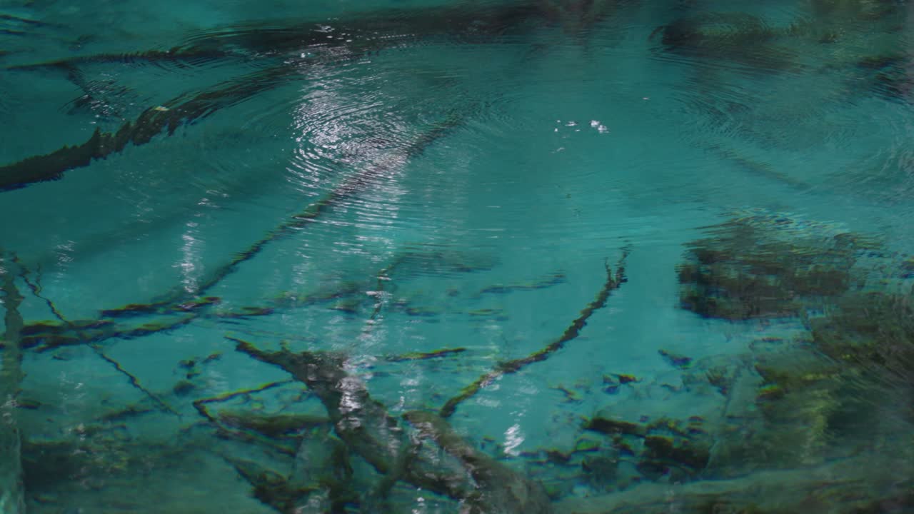Clear Water and Submerged Branches