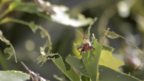 A-cute-curious-cricket-peeking-out-from-a-bitten-leaf