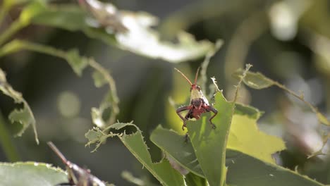 un lindo grillo curioso asomándose de una hoja mordida