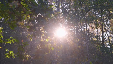 Closeup-of-yellow-orange-golden-hour-light-shining-through-leaves,-handheld