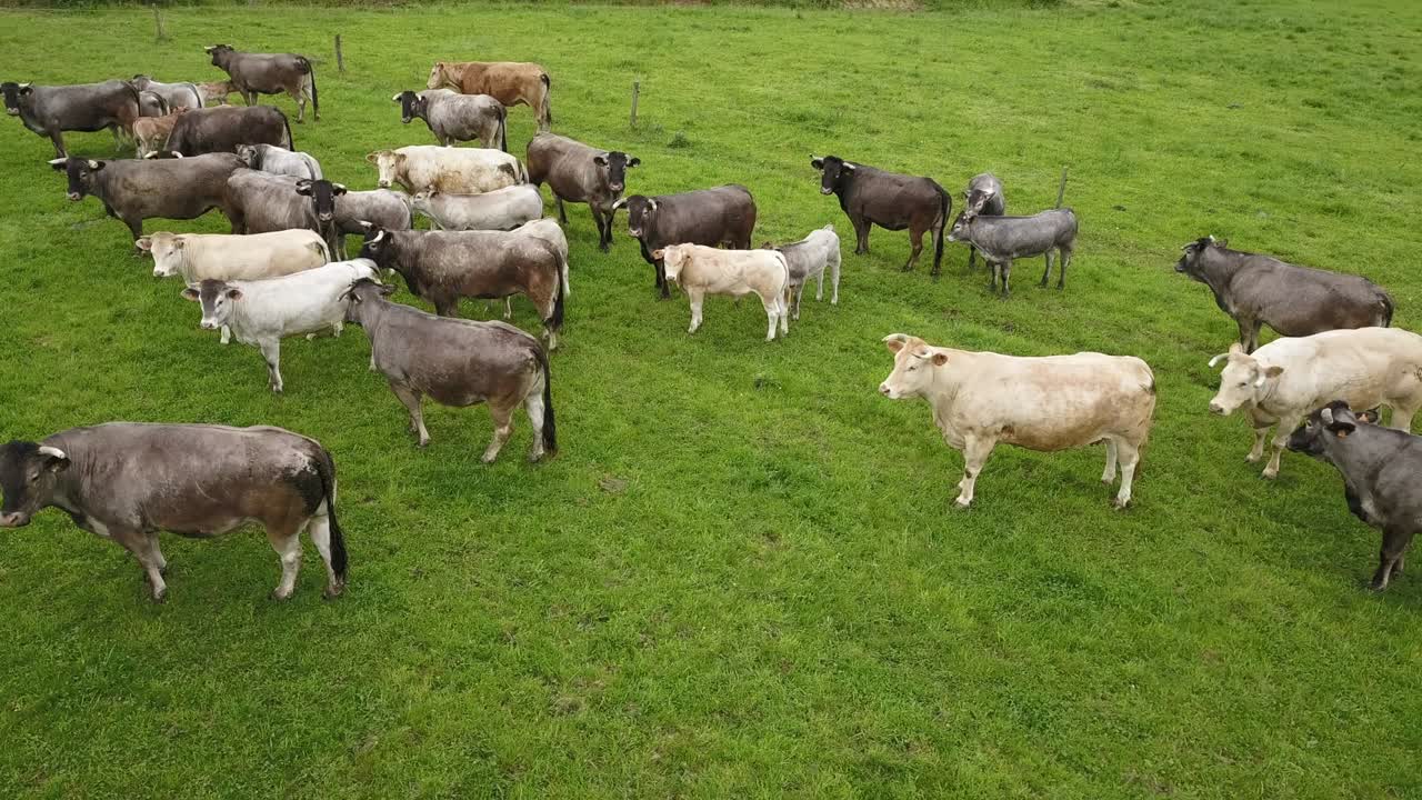 Mucche in un campo, vista aerea.